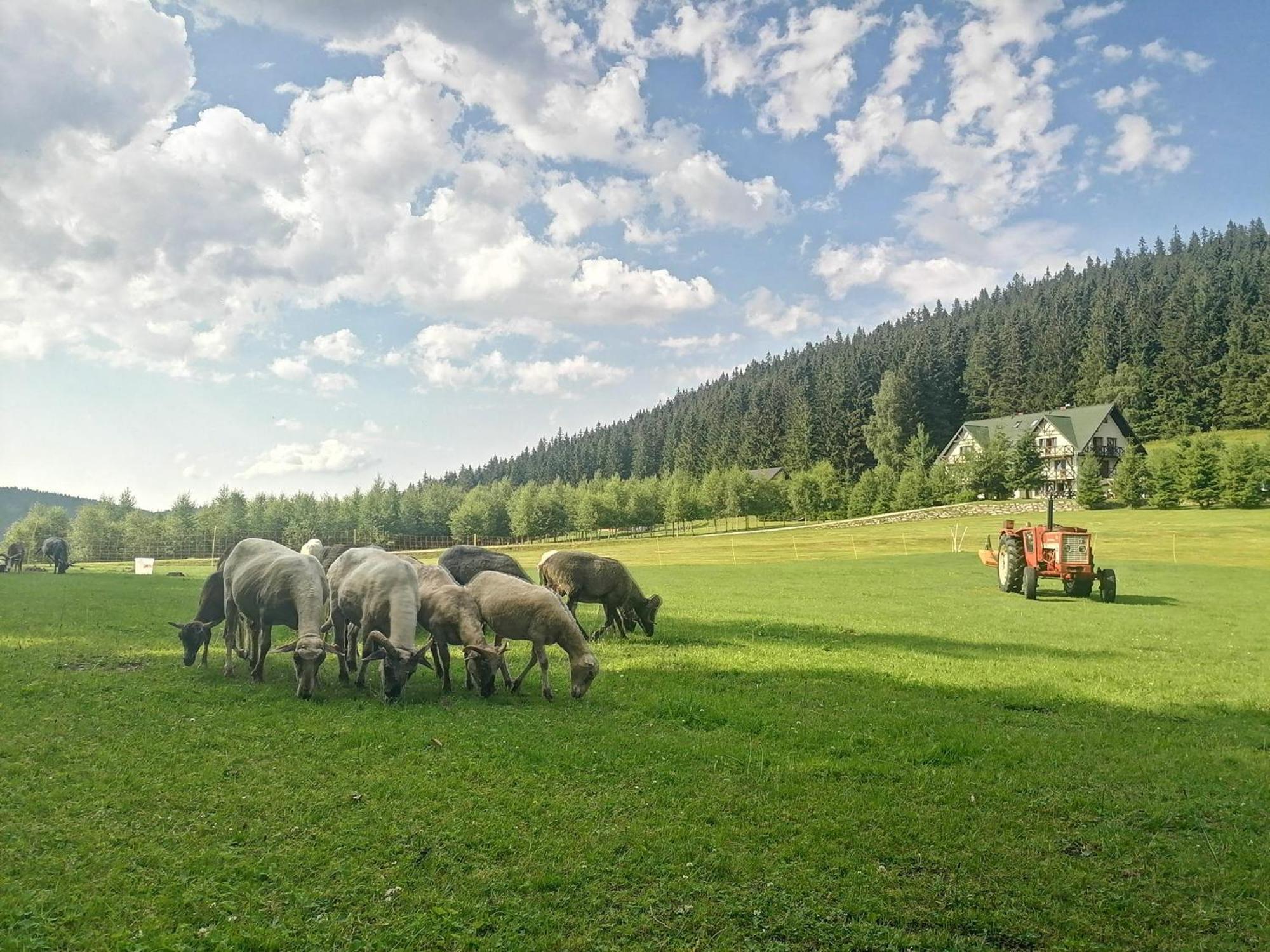 Gosciniec Janowa Gora - Agroturystyka Stronie Śląskie Стая снимка